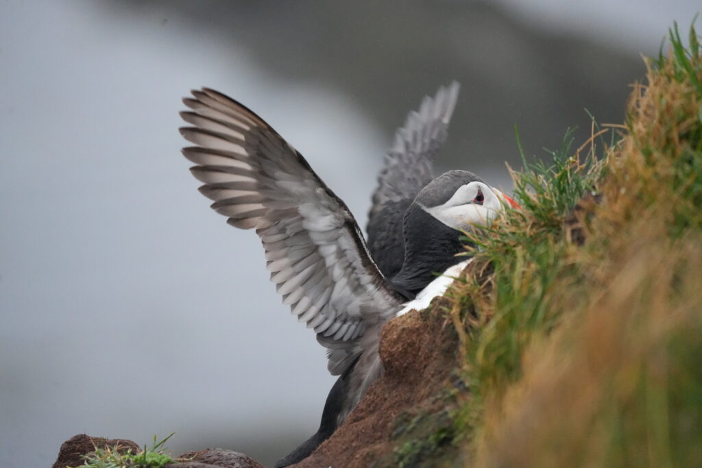 Papageitaucher am Felsen in Latrabjarg