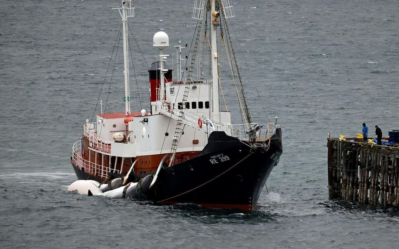 Walfangboot von Hval hf am Dock im Hvalfjördur