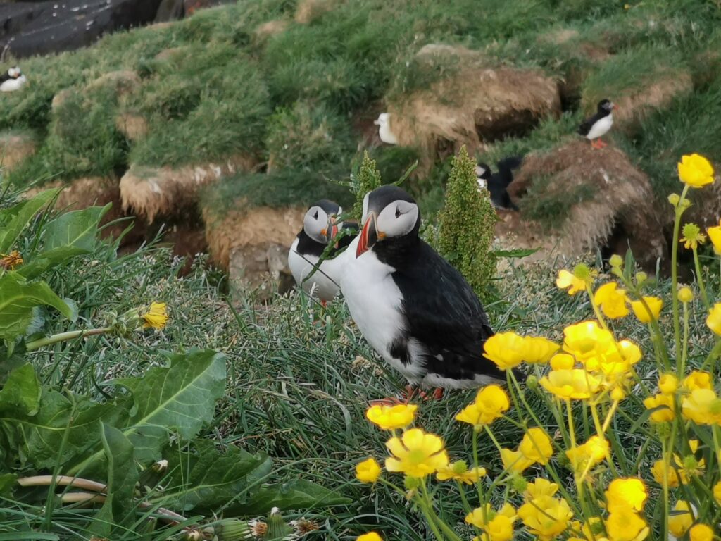 Papageitaucher vor ihrem Nest am Felsen