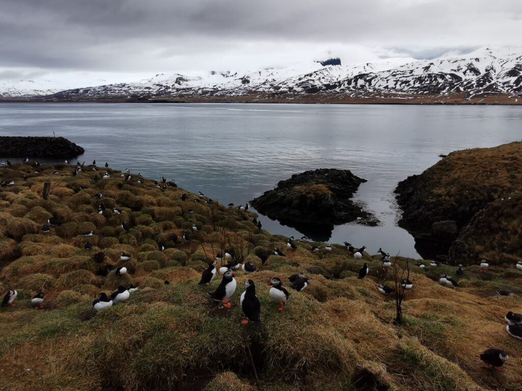 Papageitaucherkolonie an Hafnarholmi in Borgarfjödur Eystri