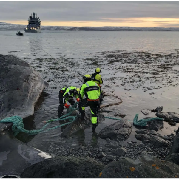 Walkadaver in den Westfjorden im Meer versenkt