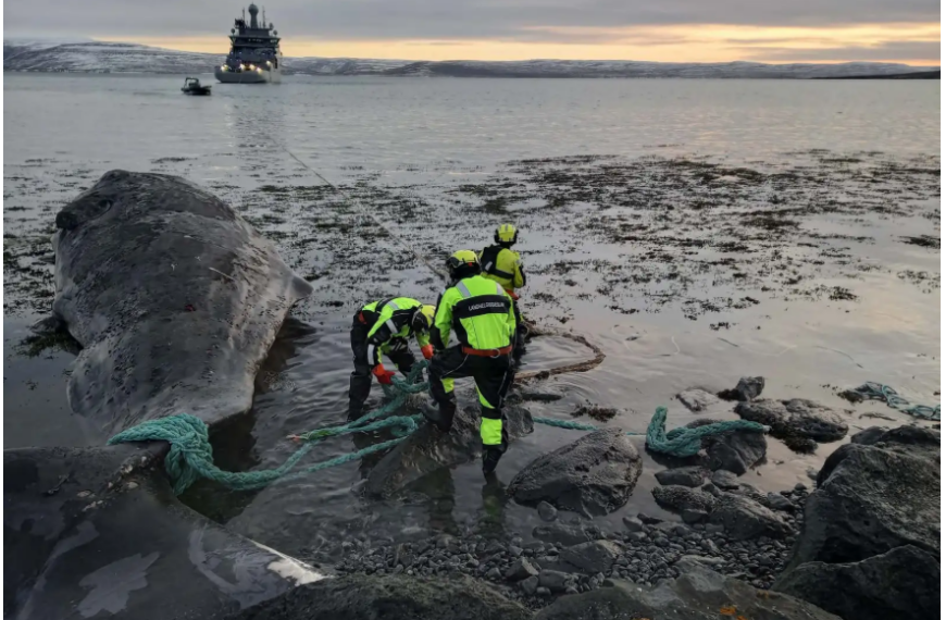 Walkadaver in den Westfjorden im Meer versenkt
