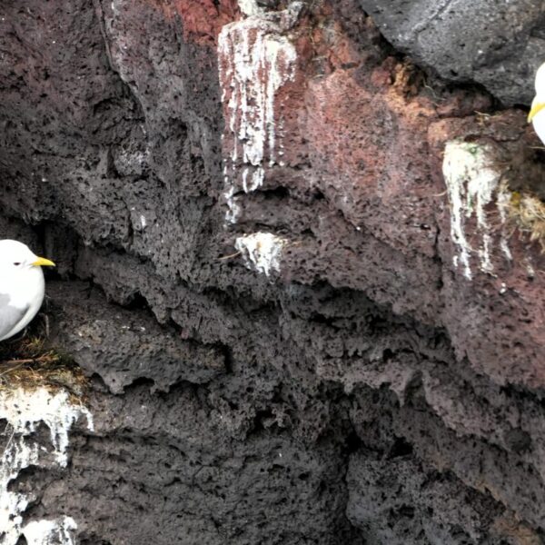 Plastik in Vögeln in Island: 68 % der Eissturmvögel mit Kunststoff im Magen