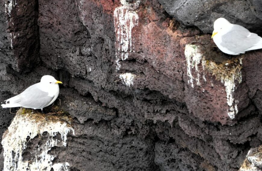 Plastik in Vögeln in Island: 68 % der Eissturmvögel mit Kunststoff im Magen