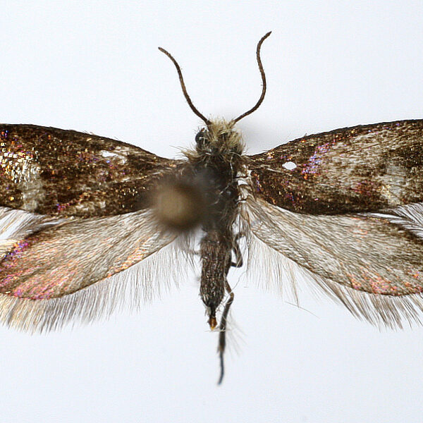 Neue Insektenarten in Island: Überraschende Funde in Neskaupstaður