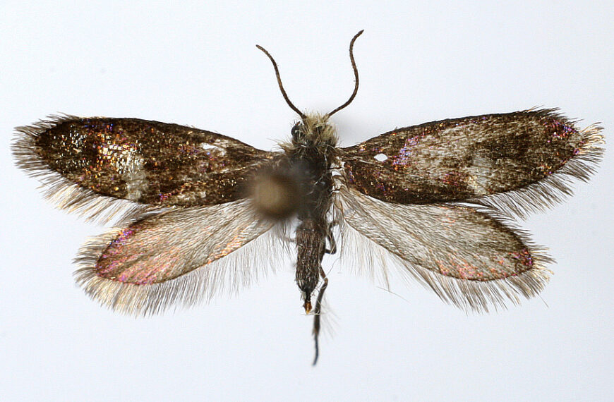 Eriocrania unimaculella