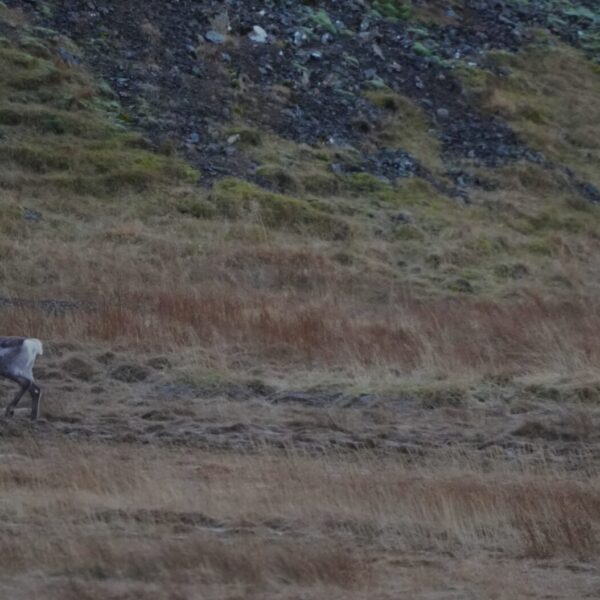 Rentierjagdquote 2026 in Island deutlich erhöht