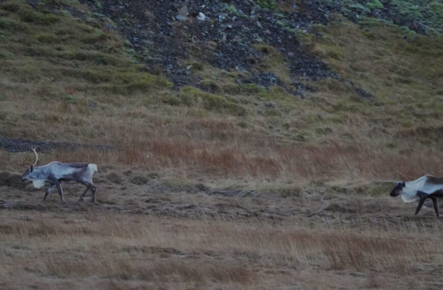 Rentiere im Osten Islands