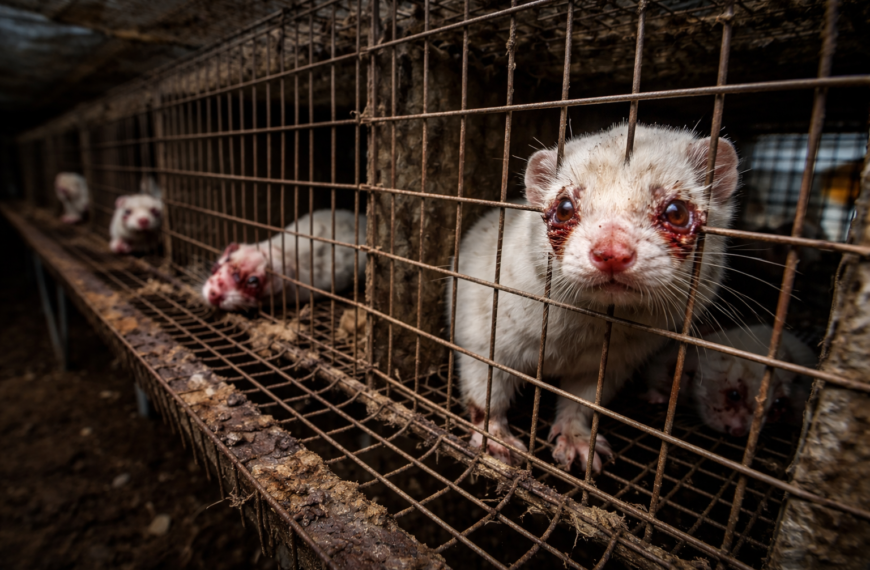 Nerzfarmen in Island geraten wegen Tierschutz in die Kritik