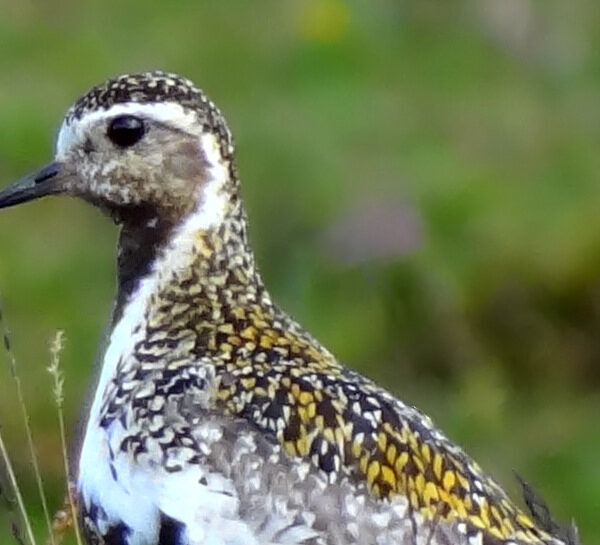 Lóa gesichtet – Goldregenpfeifer kündigt Frühling in Island an