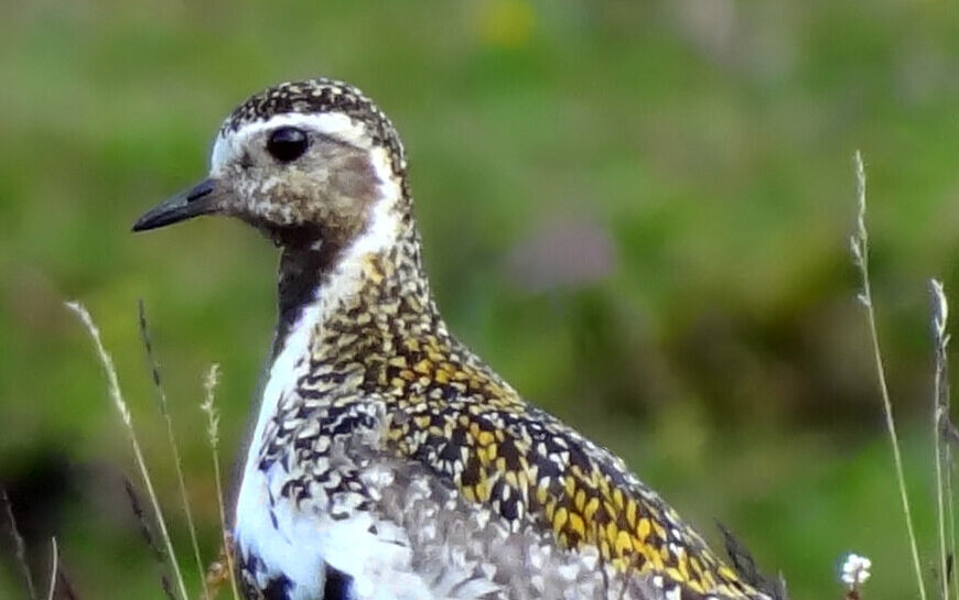 Goldregenpfeifer Loa