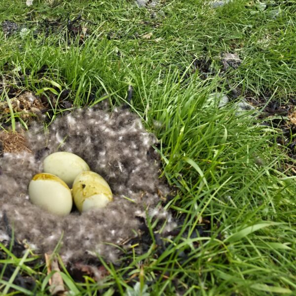 Seyðisfjörður: Paar wollte über die Norröna mehr als 100 Vogeleier und Küken außer Landes bringen