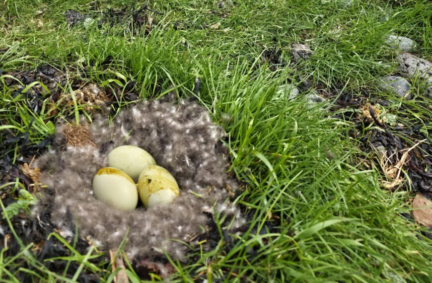 Seyðisfjörður: Paar wollte über die Norröna mehr als 100 Vogeleier und Küken außer Landes bringen