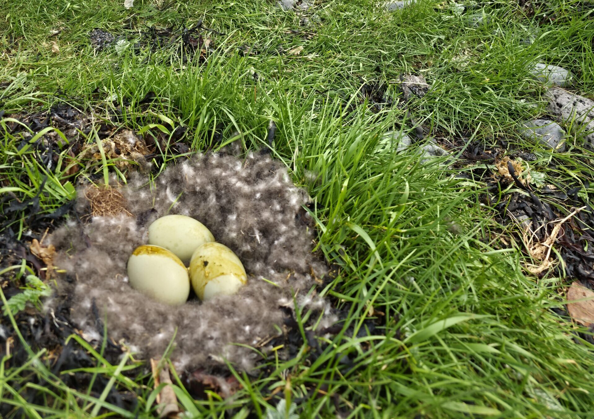 Eiderentennest