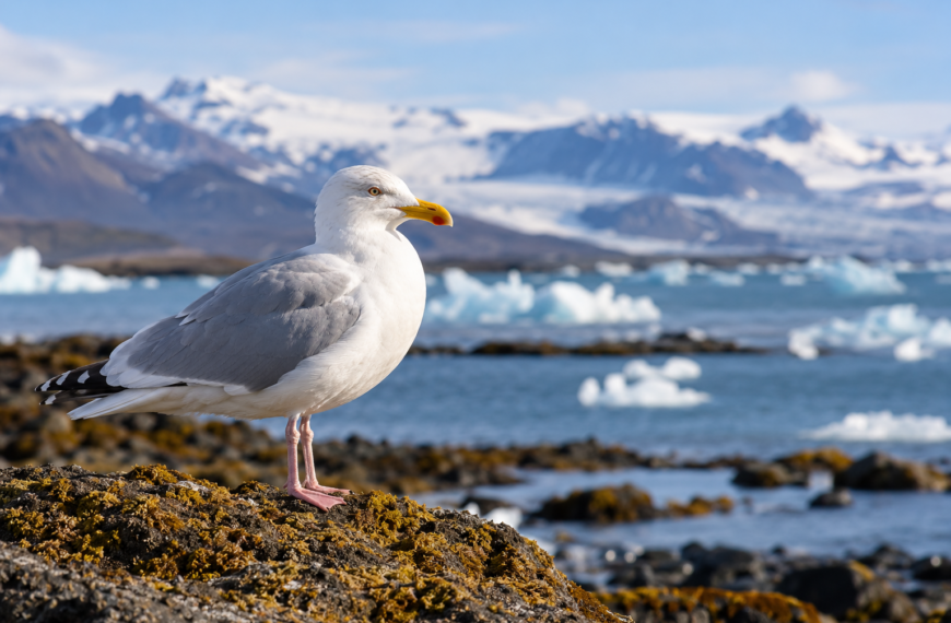 Vogelgrippe H5N5 breitet sich unter Wildvögeln in Island aus